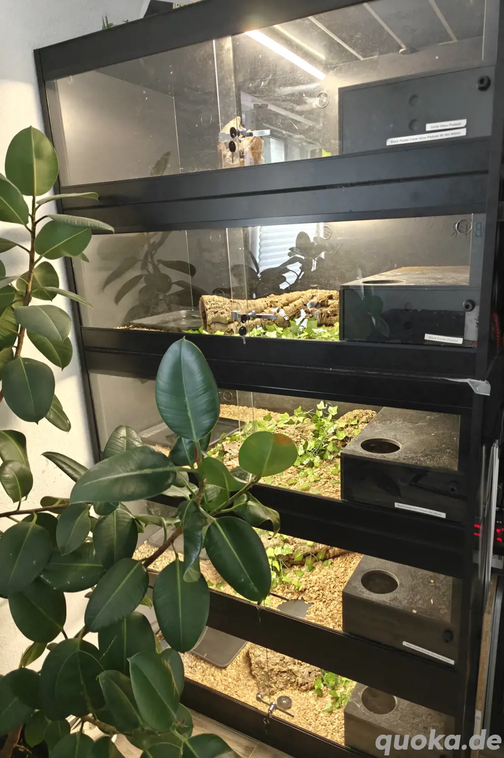 Königspython Gruppe mit Lanzo Herp LHC Tower 