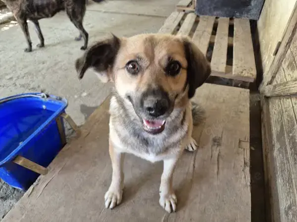 Hier kommt unsere süße Hündin Sonja