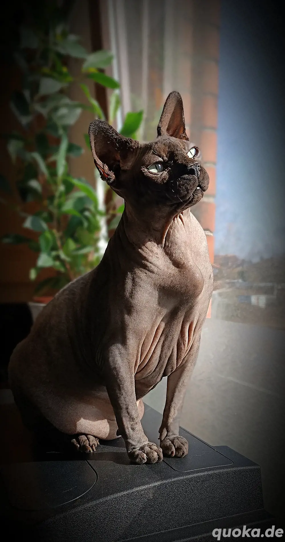 Canadian Sphynx Kater 