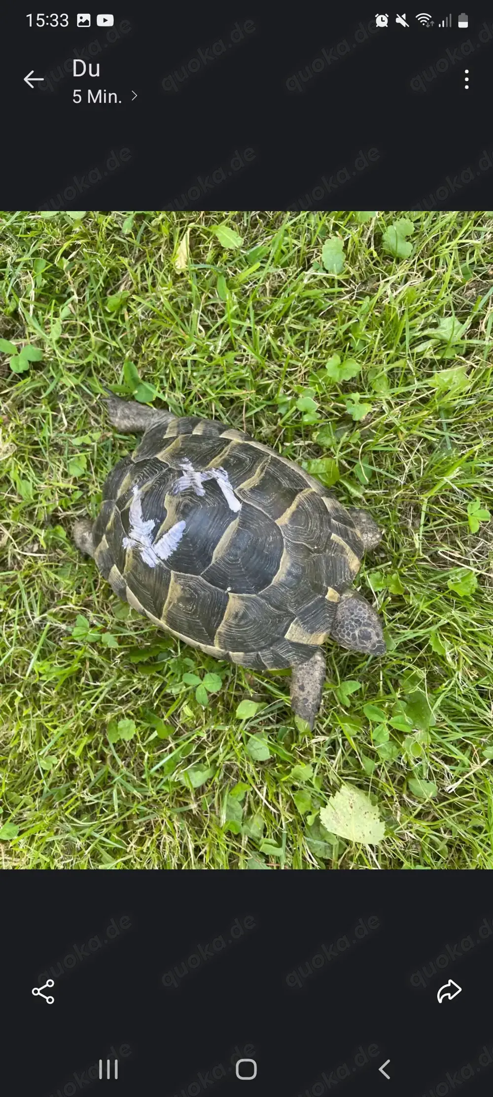 4 Maurische Landschildkröten 