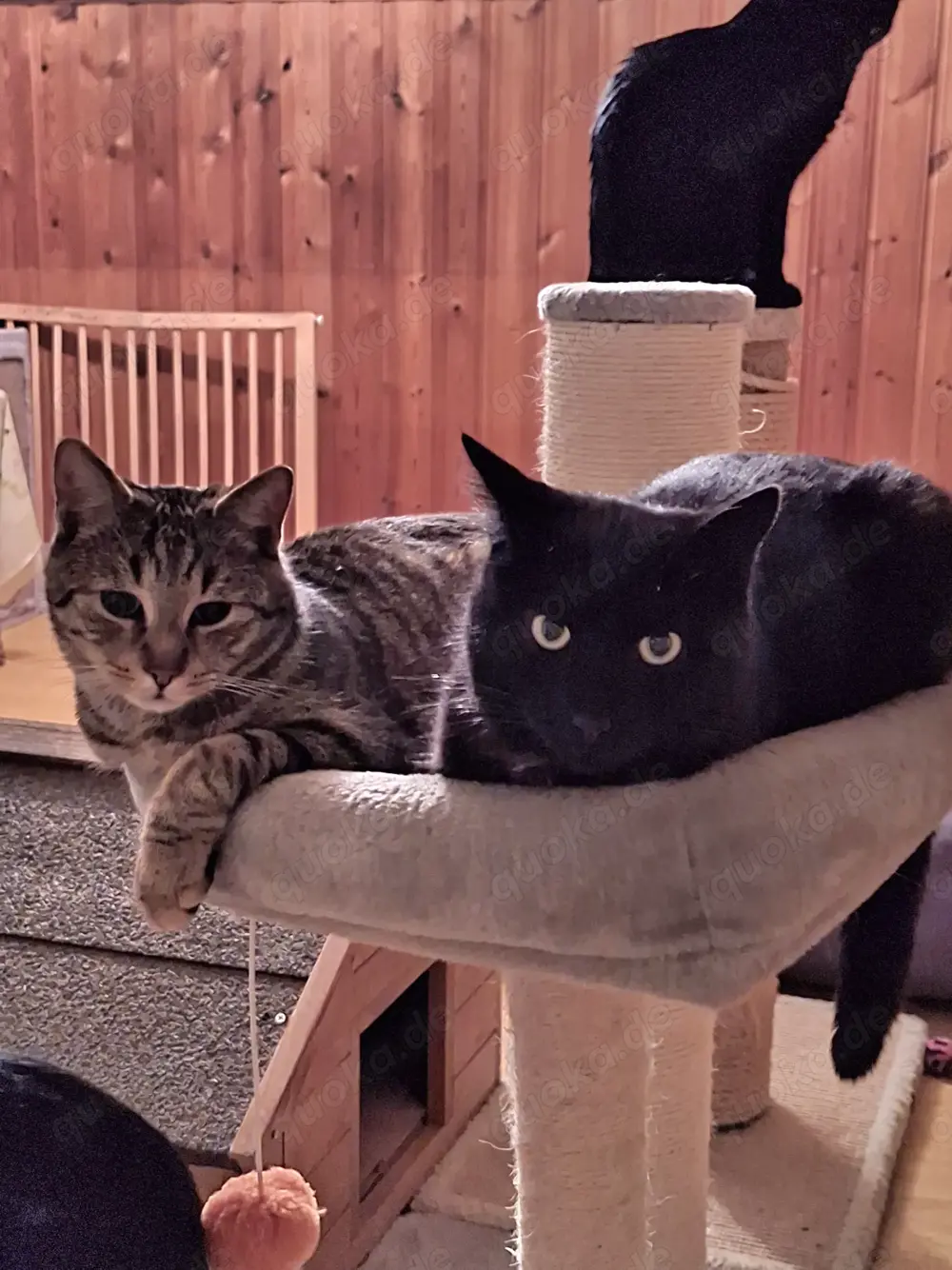 Hübsche Katzen suchen ein neues Zuhause 