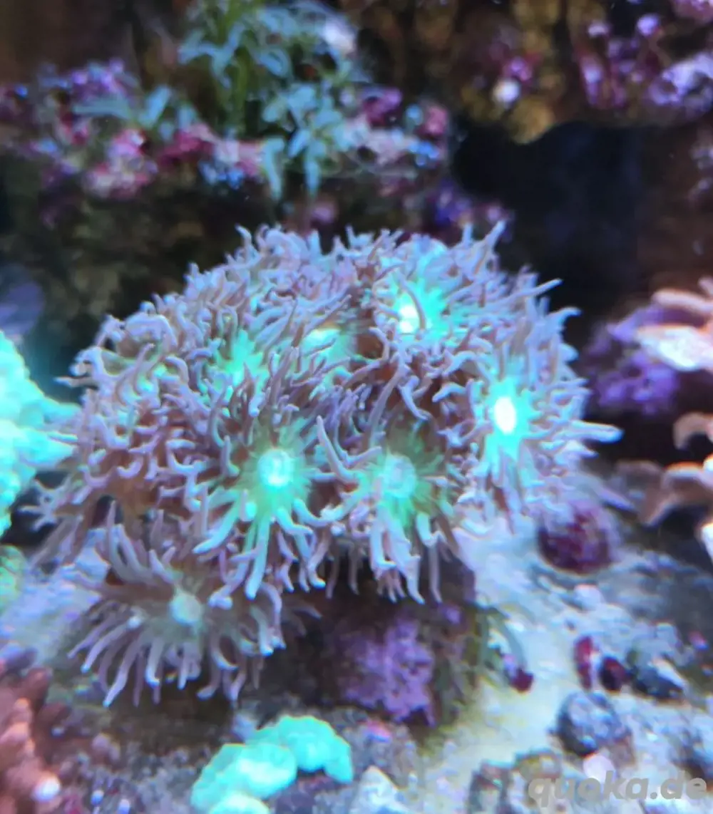 Bartkoralle WYSIWYG Duncanopsammia axifuga