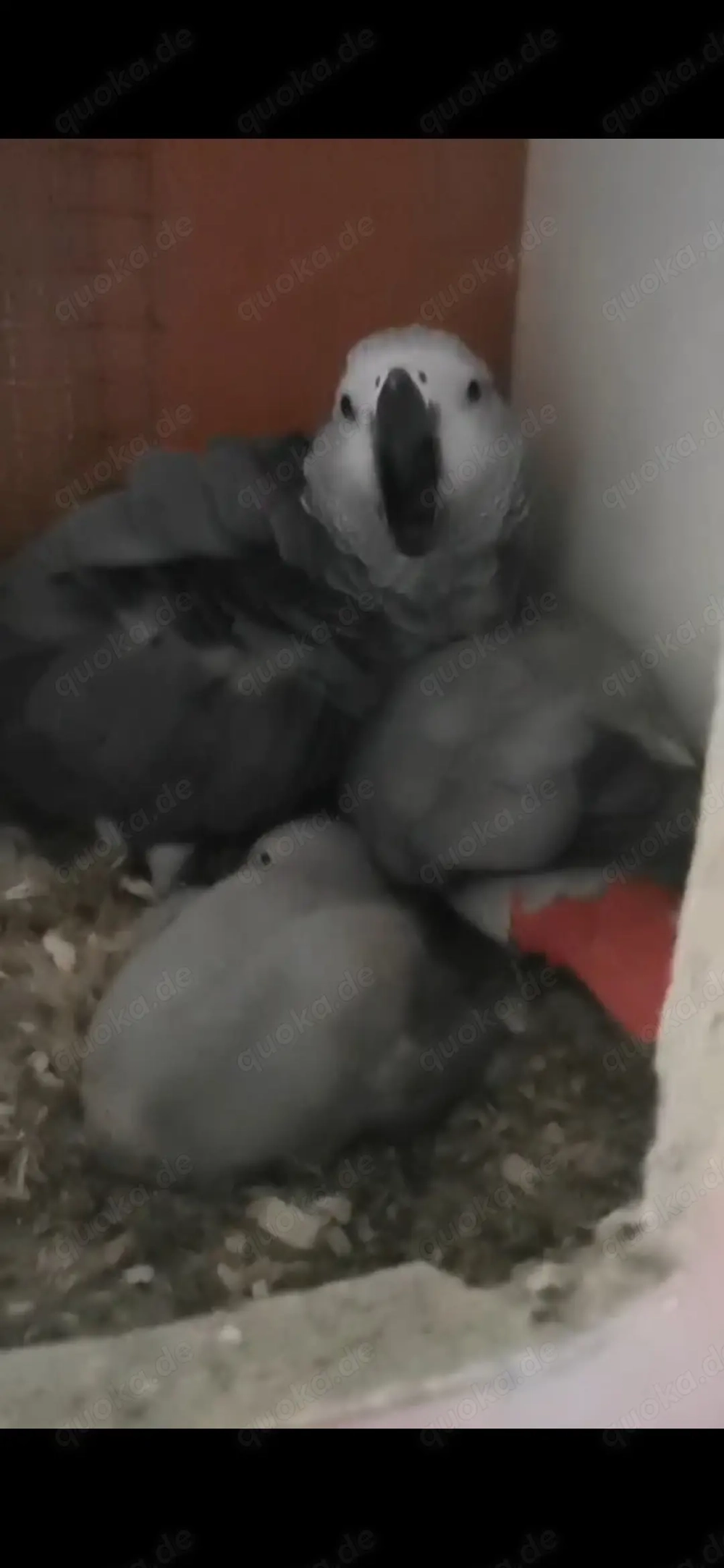 Zuchtpaar Graupapagai