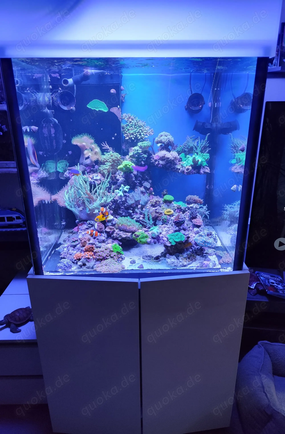 Meerwasser Stöcke bzw , Ableger zu verk.. Riffaquarium