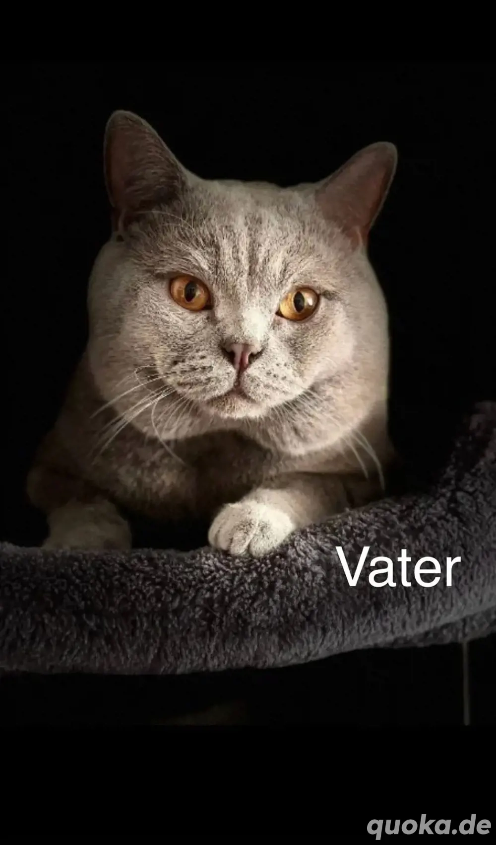 BKH Deckkater Kein Verkauf!!!