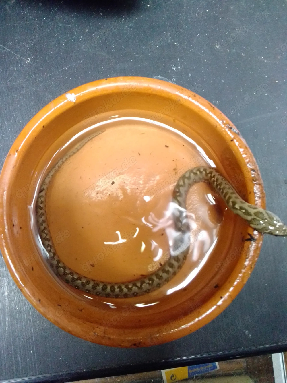 Natrix Maura Vipernnatter 