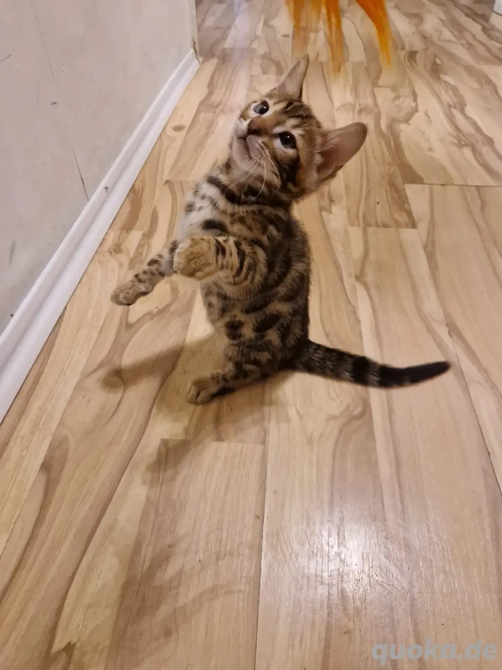 bengal kitten baby bengal katzen 