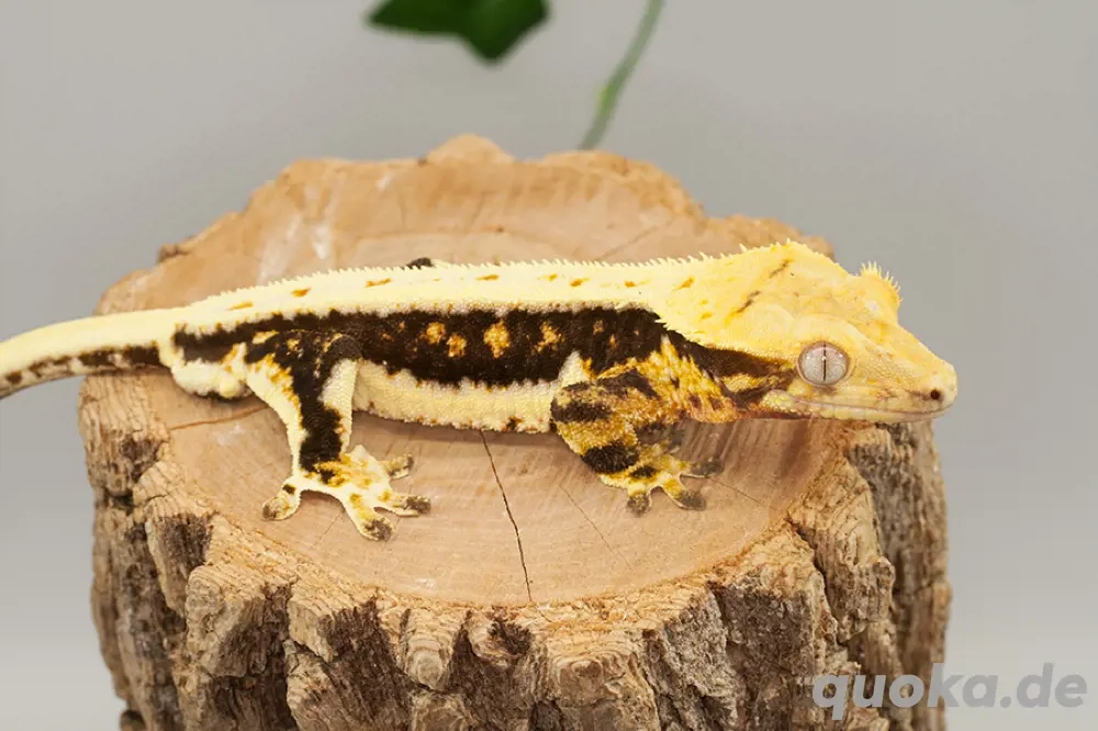 C. ciliatus (Kronengecko) Lillywhite