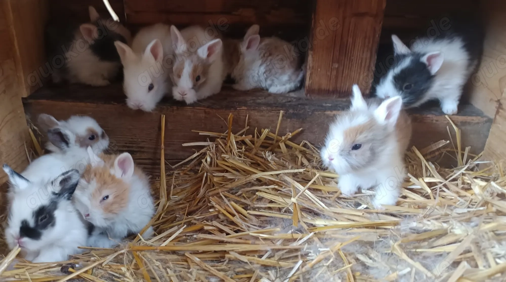 junge Zwergkaninchen kleine Kaninchen Löwenköpfchen Farbzwerge 14 Wochen alt geimpft