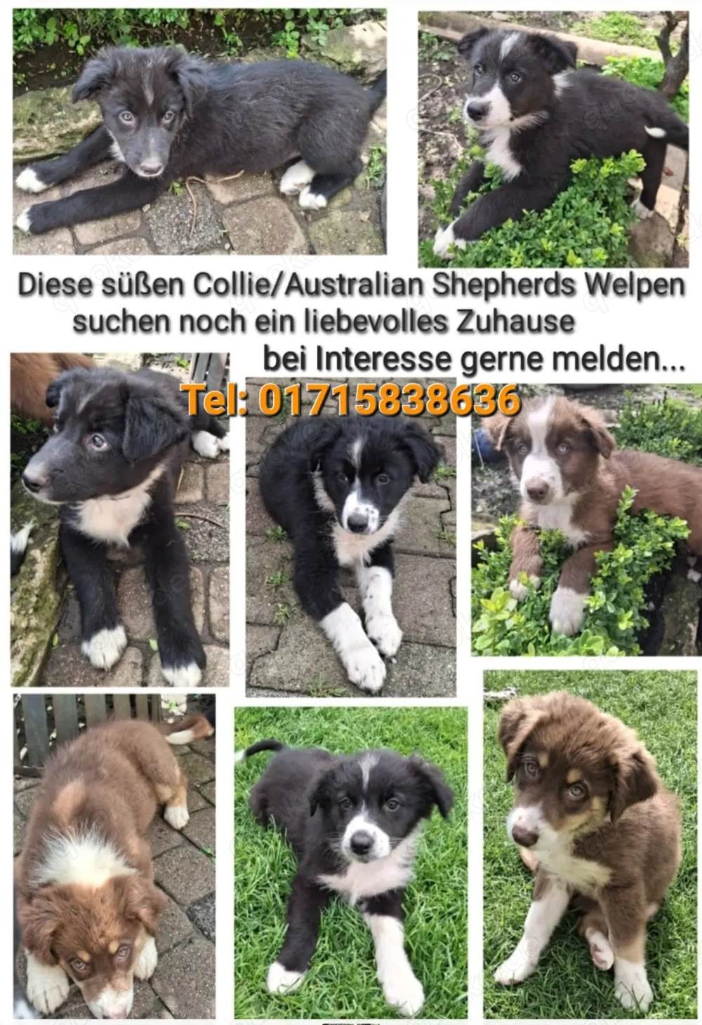 Hundewelpen Australien Shepherd Collie 