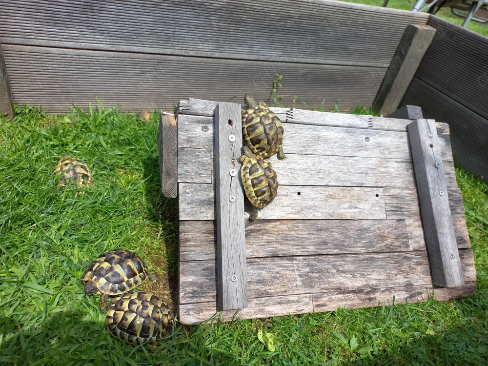 Griechische Landschildkröten Testudo Hermani aus Nachzucht 2023