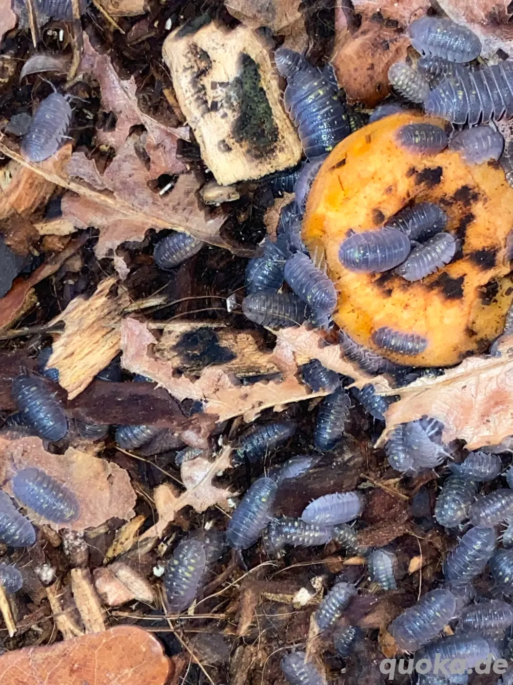 Armadillidium Granulatum, Rollasseln, 100 Stück 50,- 
