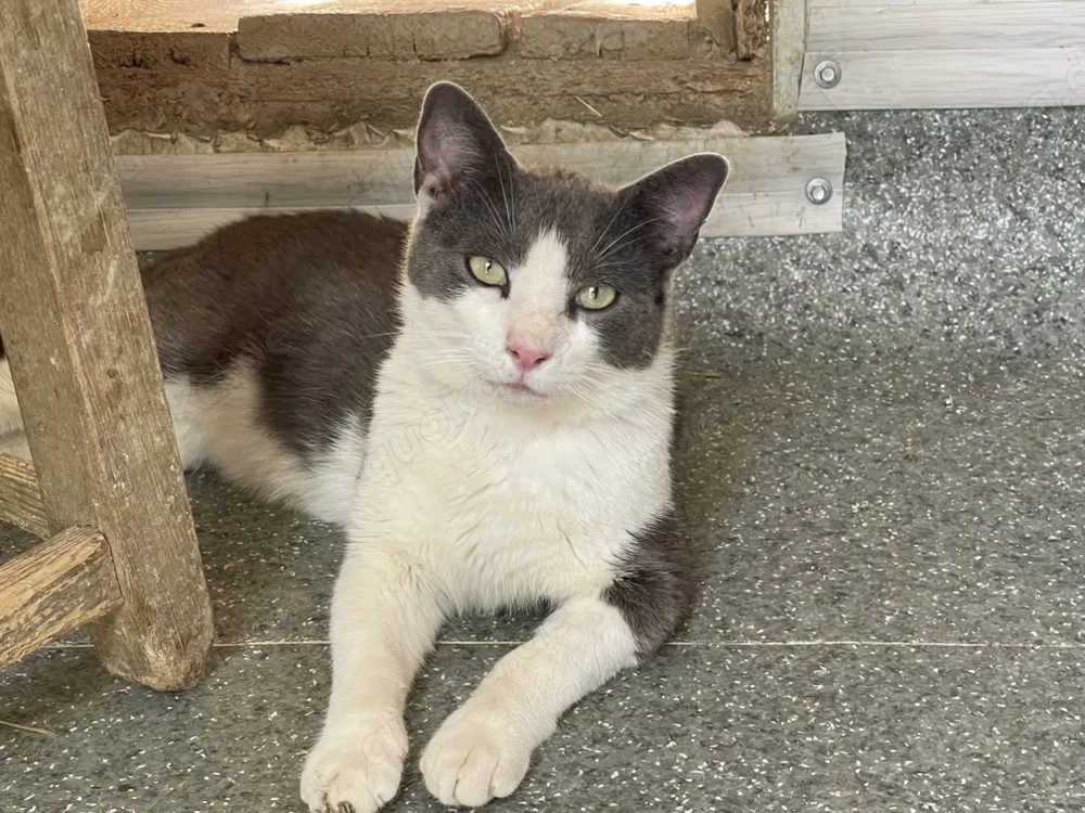 Kater Pedro sucht sein Für-immer-Zuhause!