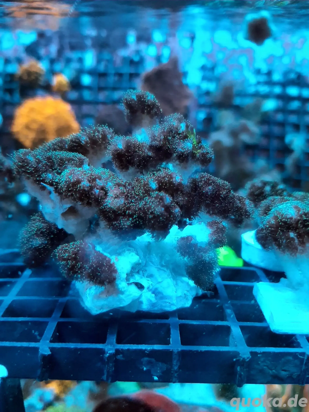 Pocillopora Damicornis Koralle Meerwasser