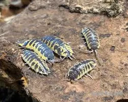 Porcellio ornatus ,Asseln 