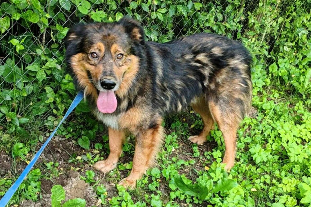 Bildhübscher *JARO* - ist eine Seele von Hund