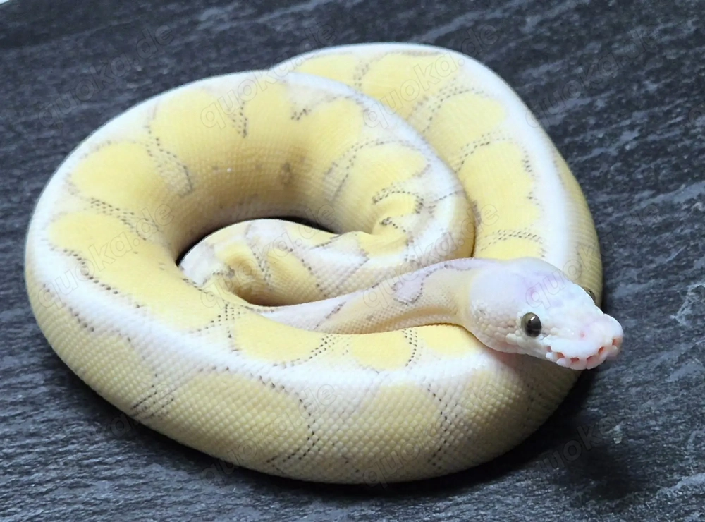 Königspython 0.1 Super Vanilla Super Pastel Clown
