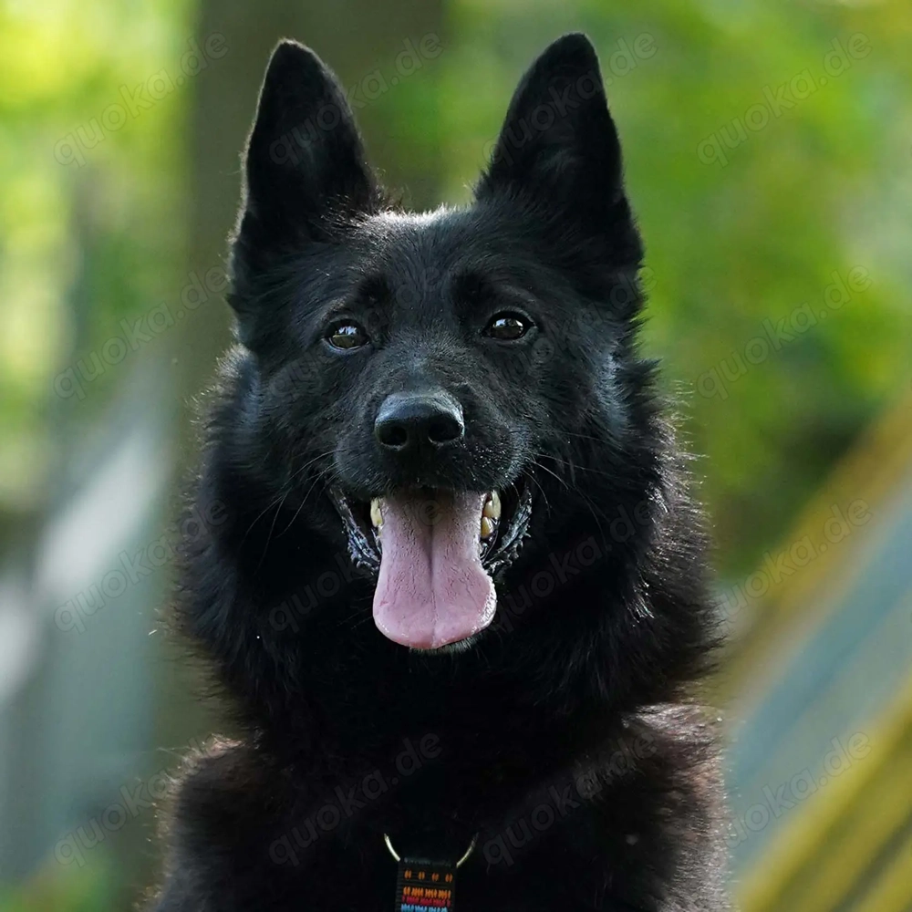 Monti - unsere rasende Rakete