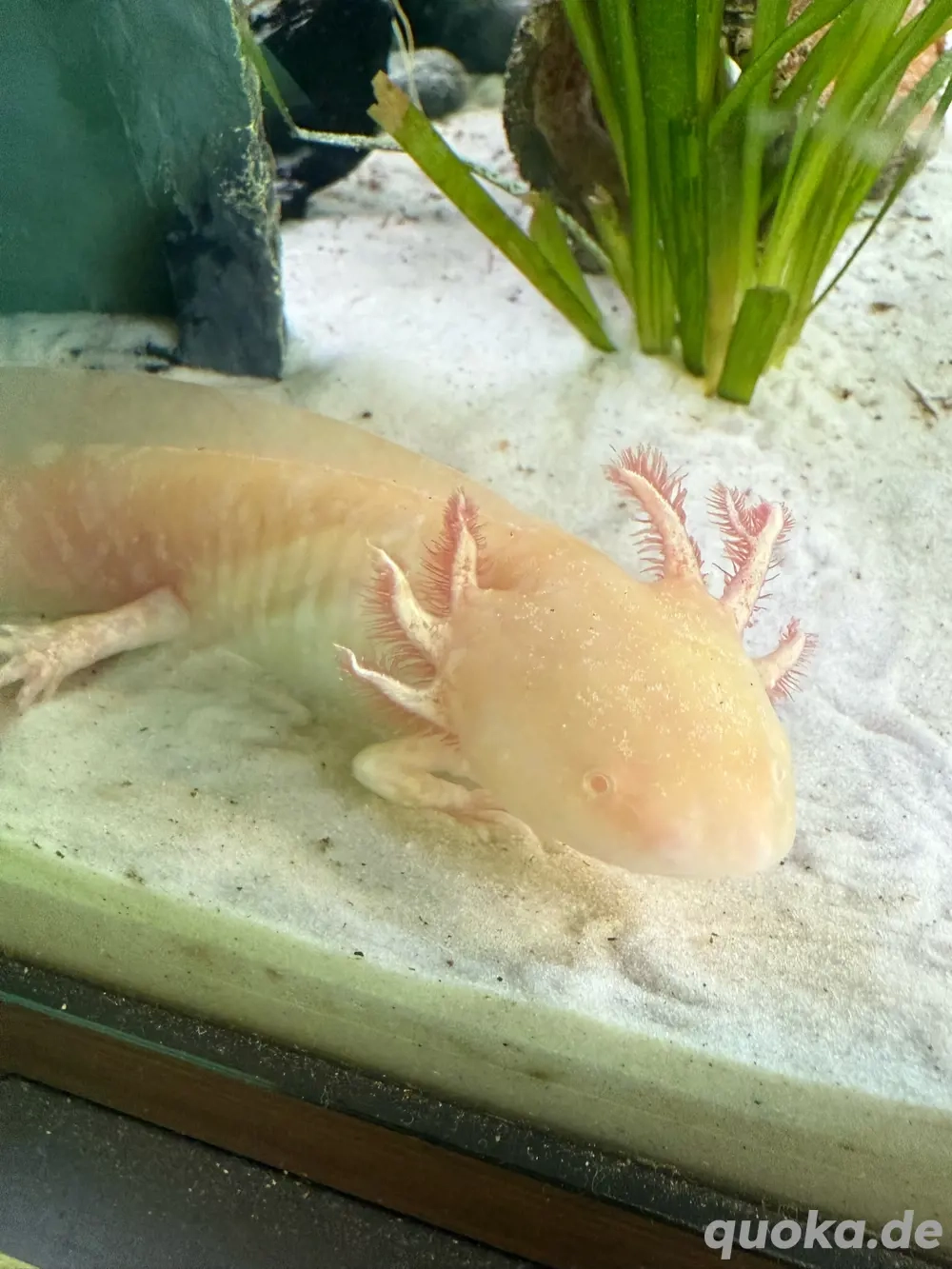 Albino Axolotl Weibchen