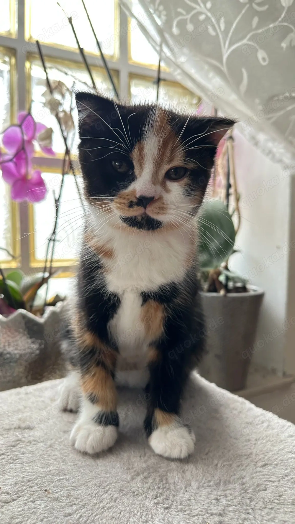 Katzen Kaufen Bremen