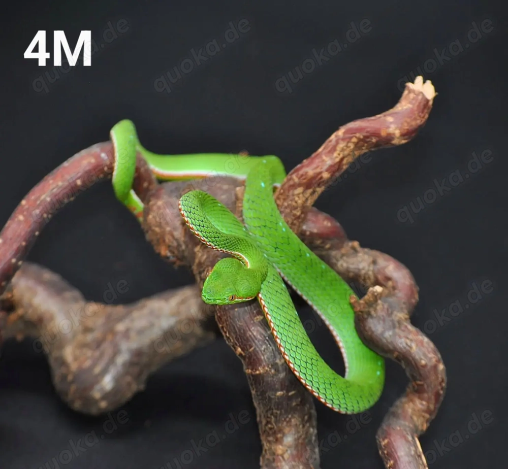 Viridovipera Gumprechti 2.0 von 2024