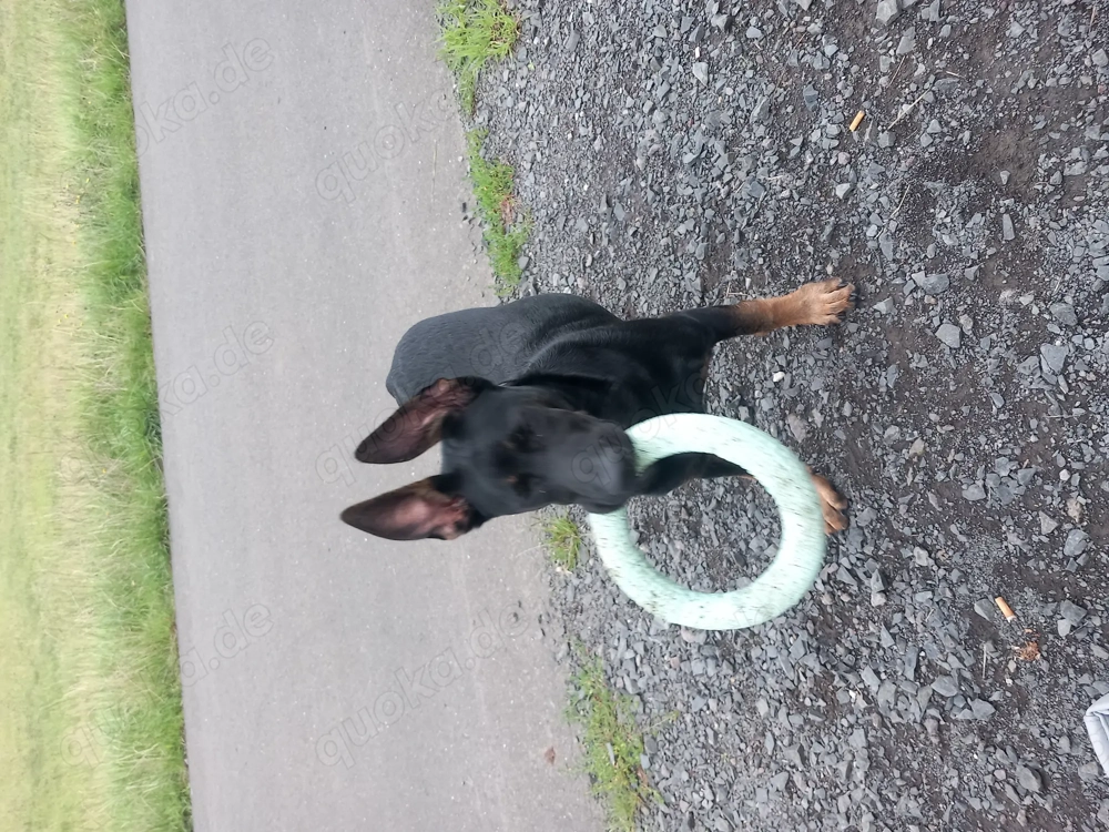 Hübsches malinois schaeferhund mädchen