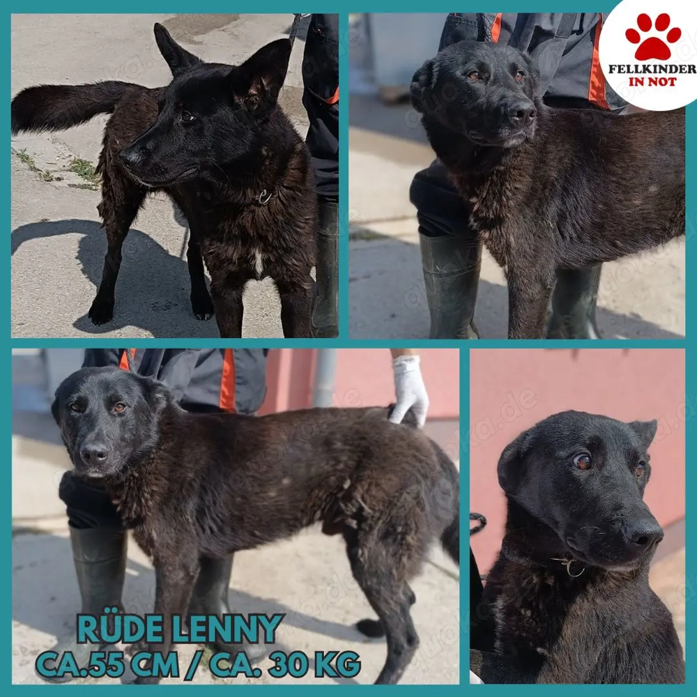 Lieber Lenny sucht sein Für-Immer-Zuhause oder eine Pflegestelle