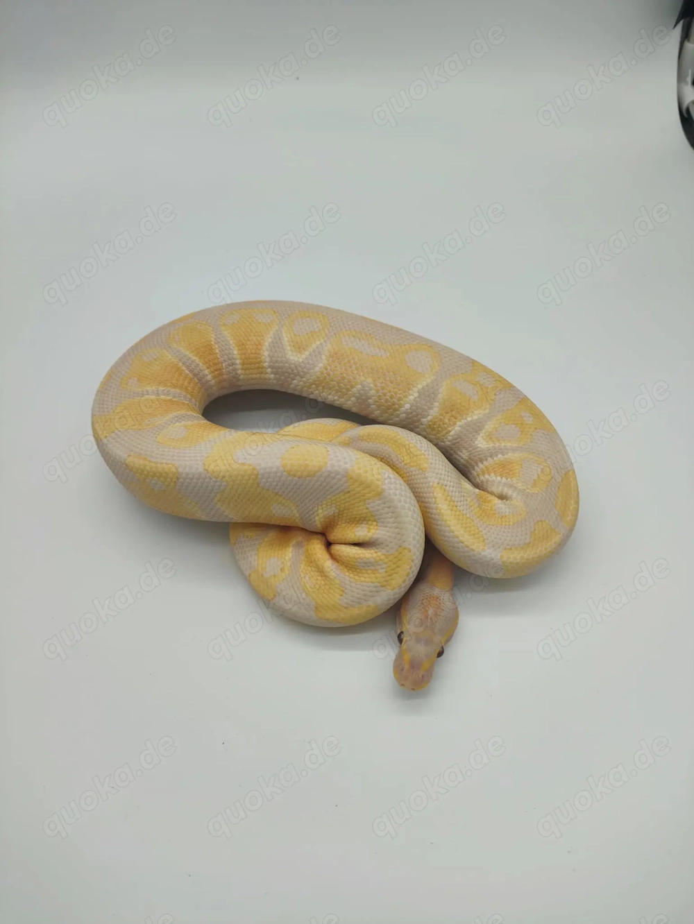 RESERVIERT 1,0 Königspython Lavender Albino het Pied NZ23