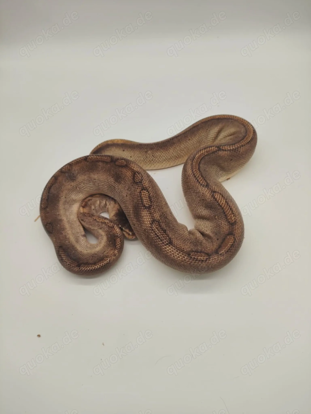 0,1 Königspython Champagne 66% Het Ghost NZ15