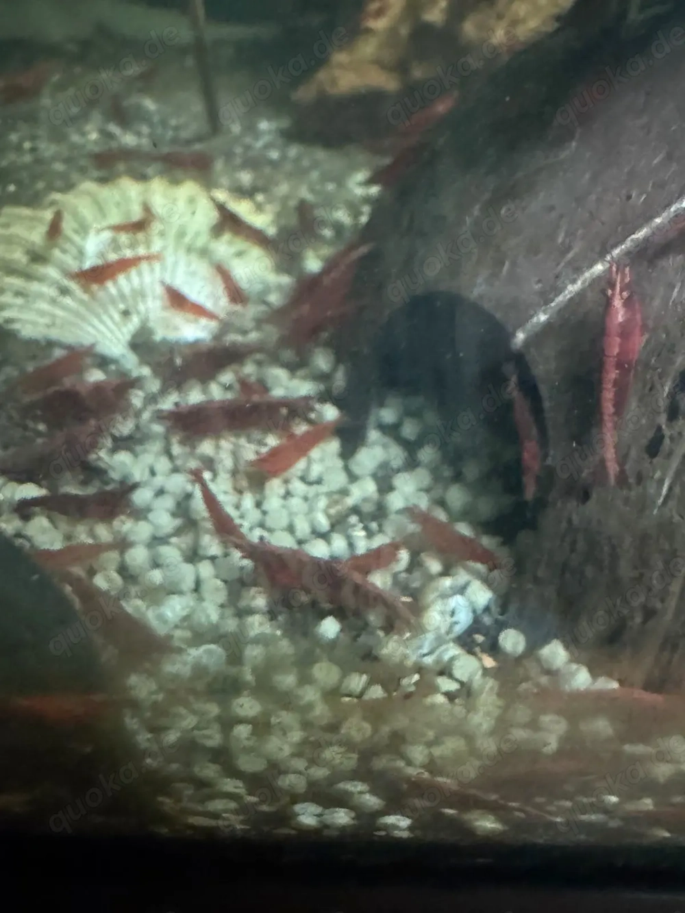 Zwerggarnelen Sakura Red