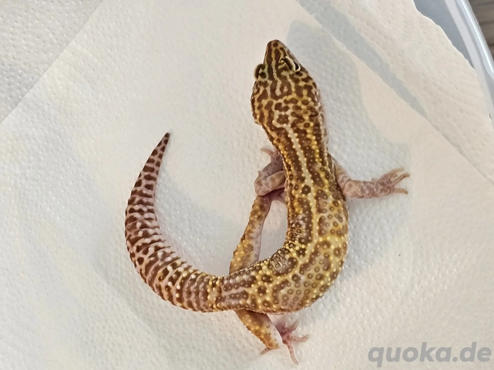 White & Yellow Mack Snow 1.0 Leopardgecko Männchen
