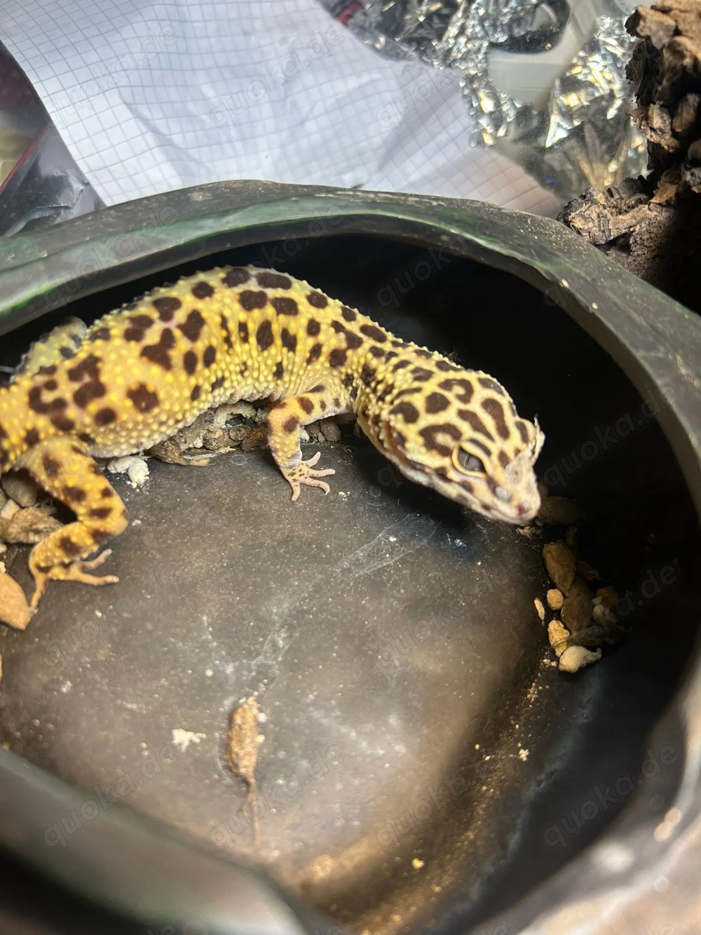2 Leopardengeckos w. mit Terrarium  2 Leopardengeckos w. mit Terrarium