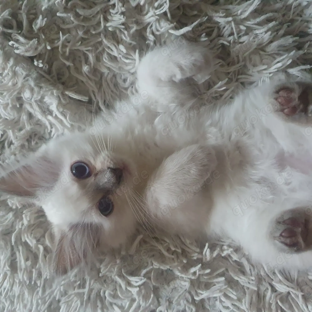 Heilige Birma Kätzchen