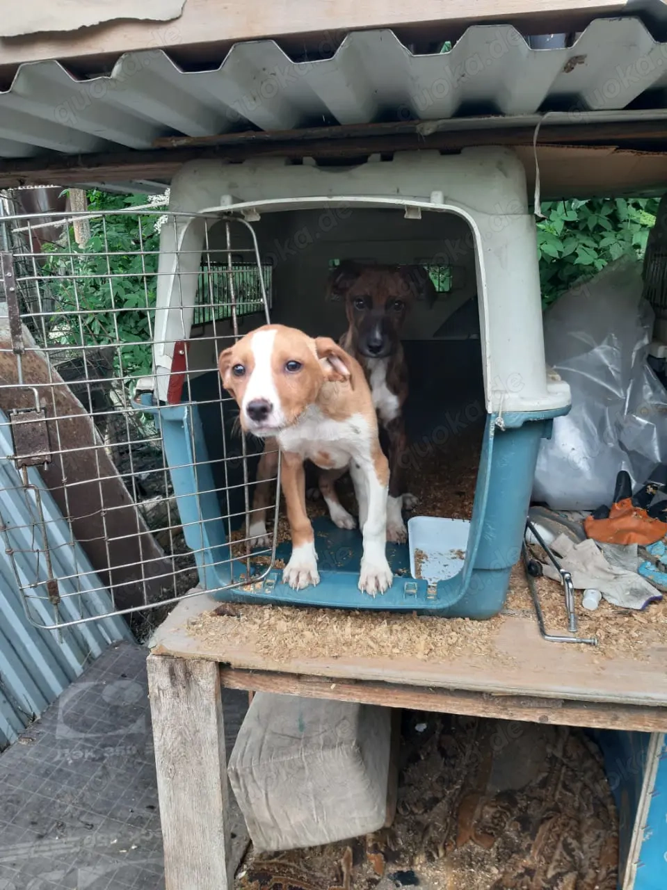 Sora   zarte Hundeseele sucht Menschen mit Herz!