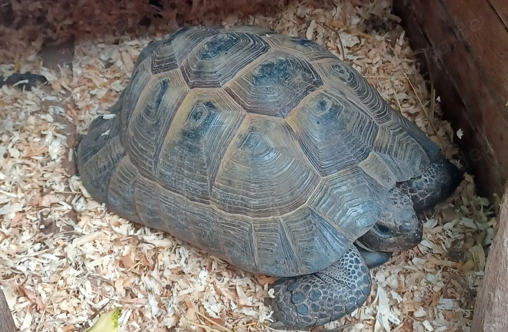 Maurische Landschildkröte, 11 Jahre alt