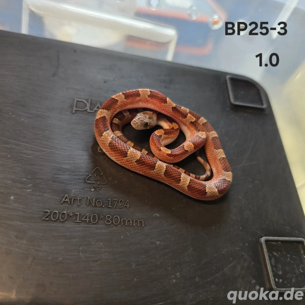 Bloodred Pied Sided Kornnattern