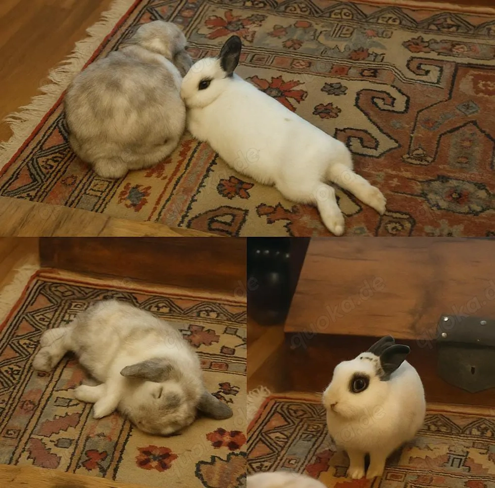  Zwei liebe Kaninchen suchen ein schönes Zuhause 