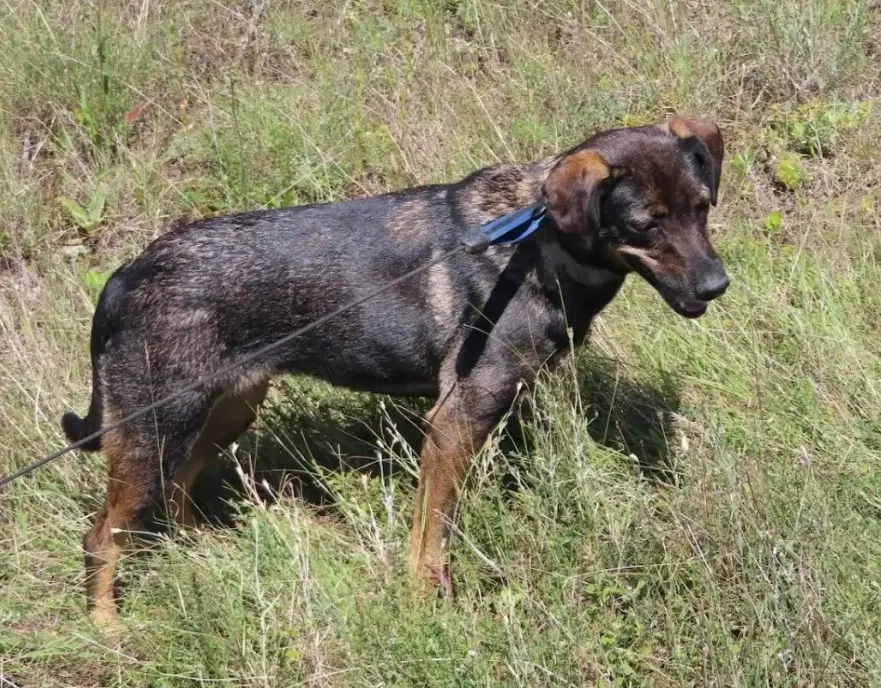 MAYA - tolle Freizeitpartnerin sucht ihr Glück (wartet in Rumänien)