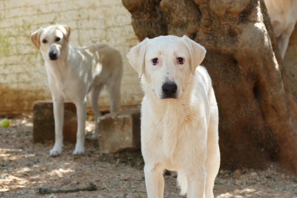 Junger Rüde Loki sucht Zuhause