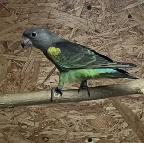 1,0 Goldbugpapagei...