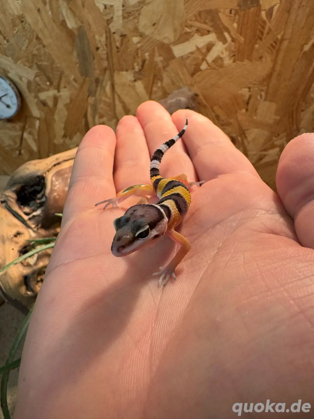 Leopardgecko(Eublepharis macularius)
