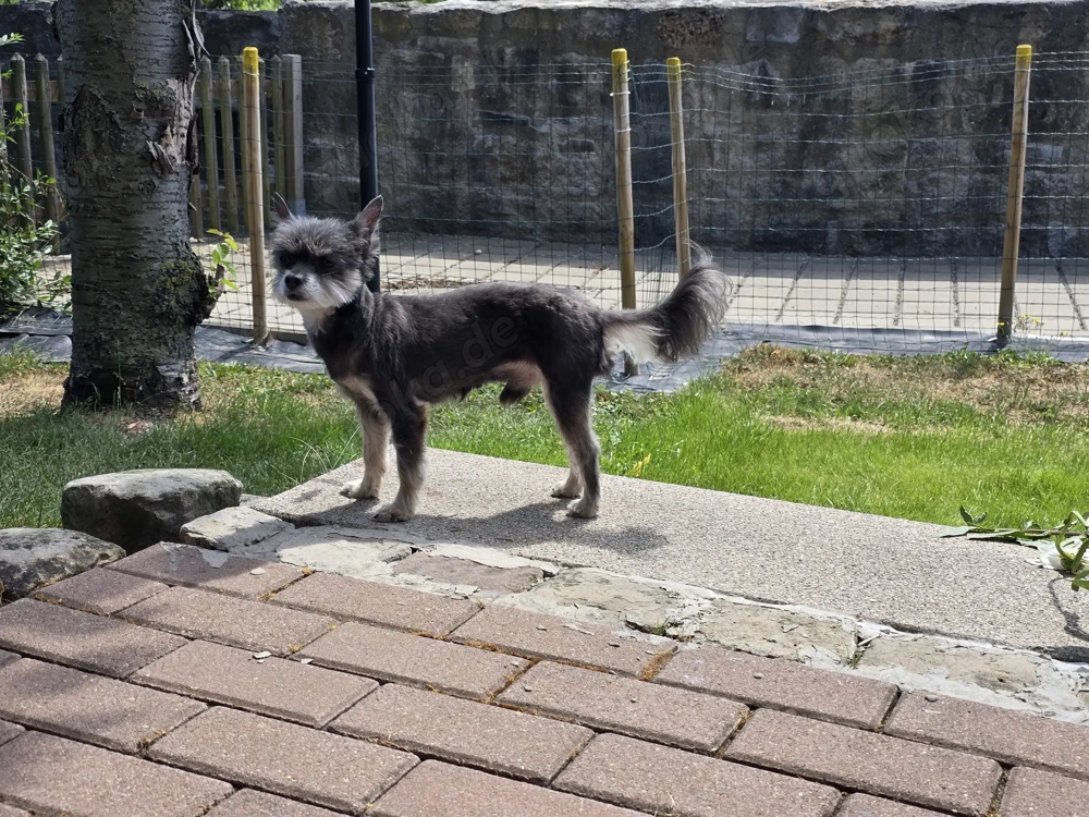 Yorkshire mit Chihuahua 