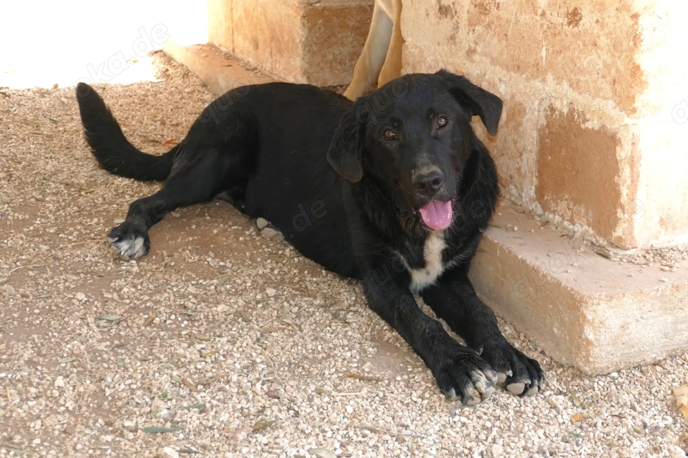 Junger Mischlingsrüde Misha sucht Zuhause