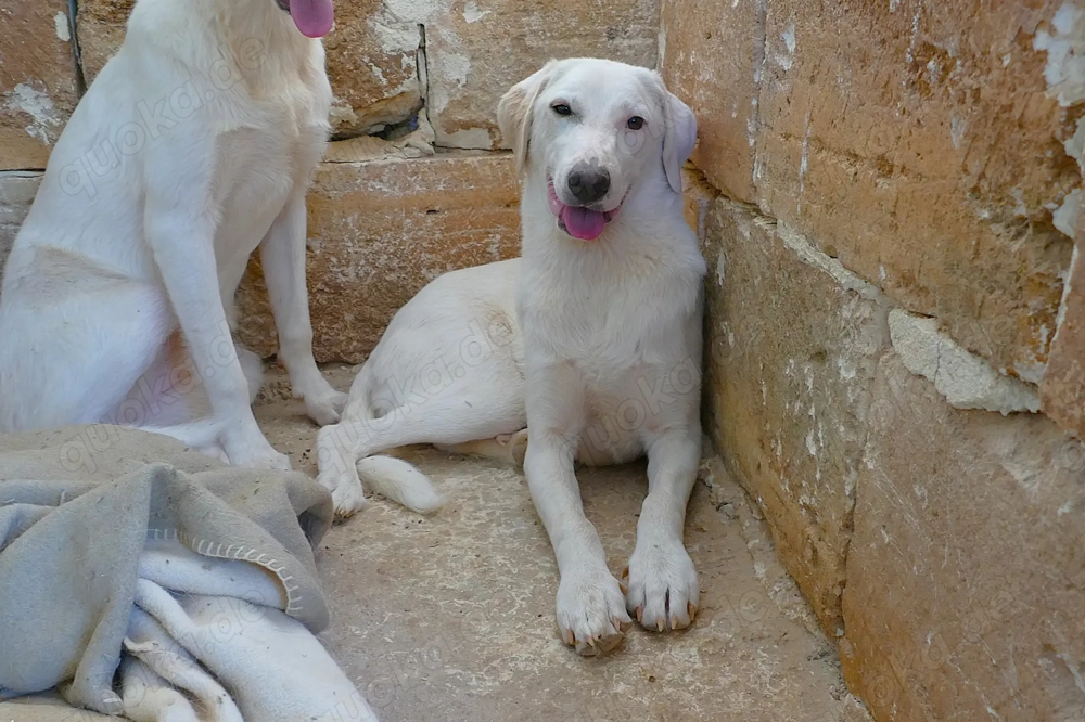 Junge Mischlingshündin Linda sucht Zuhause