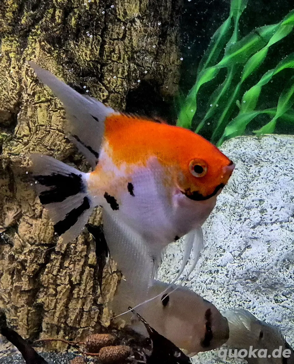 Red Devil   Koi Skalare Pterophyllum scalare 