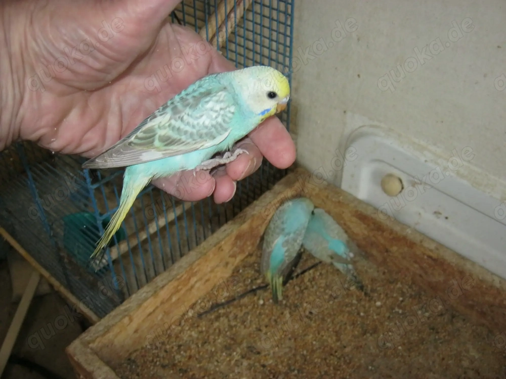 Zahme Wellensittiche verschiedene Farben