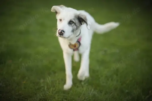 Wer schenkt Tapio ein Zuhause?