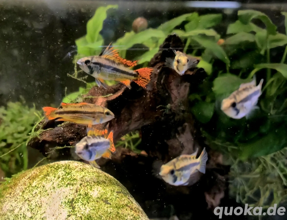 Kakaduzwergbuntbarsch rot Apistogramma cacatuoides 