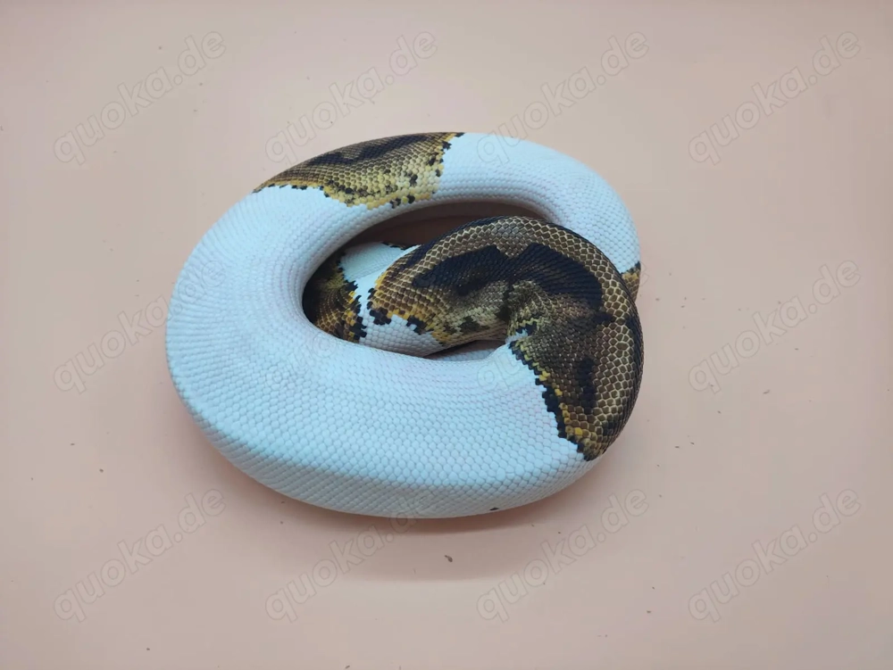 1,0 Königspython Pied het Ultramel NZ18