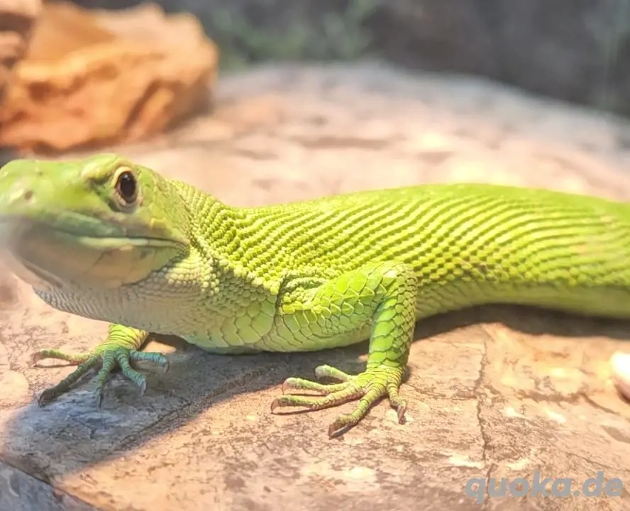 Gastropholis prasina (Grüne Baum-Eidechse) Pärchen. 